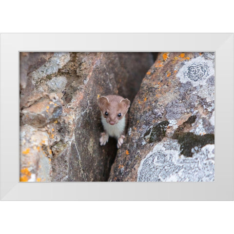 Short-tailed Weasel, Yellowstone National Park White Modern Wood Framed Art Print by Frank, Jacob W.