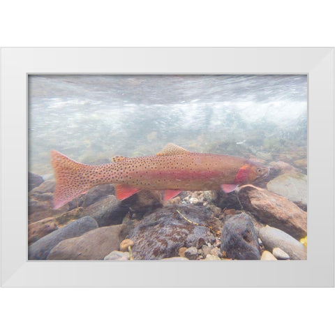 Spawning Yellowstone Cutthroat Trout, Yellowstone National Park White Modern Wood Framed Art Print by Frank, Jacob W.
