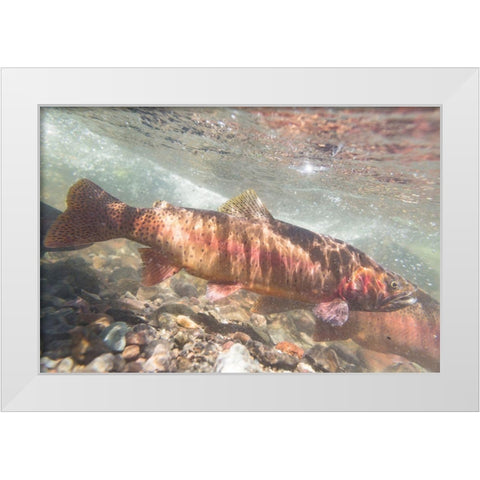 Spawning Yellowstone Cutthroat Trout, Yellowstone National Park White Modern Wood Framed Art Print by Frank, Jacob W.