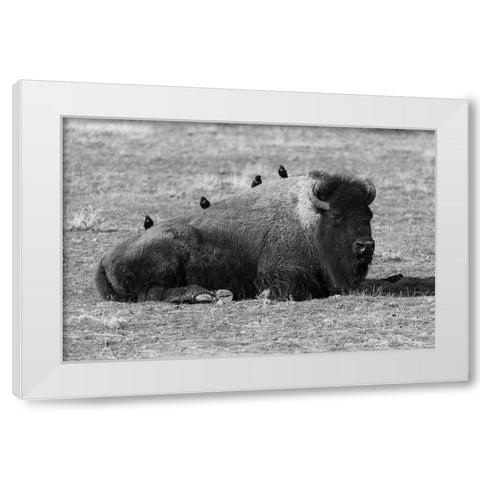 Starlings on a Sleeping Bison, Yellowstone National Park White Modern Wood Framed Art Print by Frank, Jacob W.