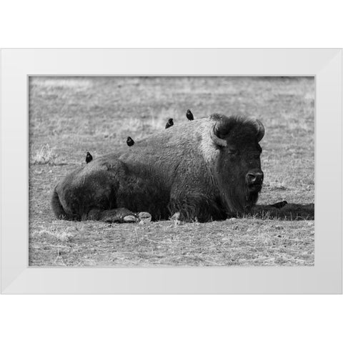 Starlings on a Sleeping Bison, Yellowstone National Park White Modern Wood Framed Art Print by Frank, Jacob W.