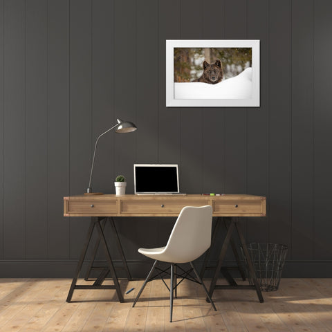 Wolf in Snow, Yellowstone National Park White Modern Wood Framed Art Print by The Yellowstone Collection