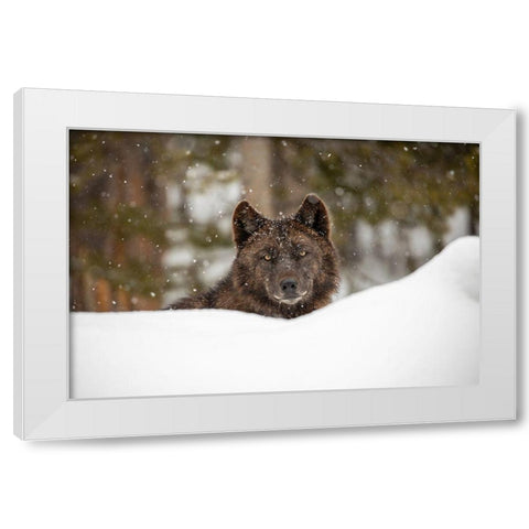 Wolf in Snow, Yellowstone National Park White Modern Wood Framed Art Print by The Yellowstone Collection