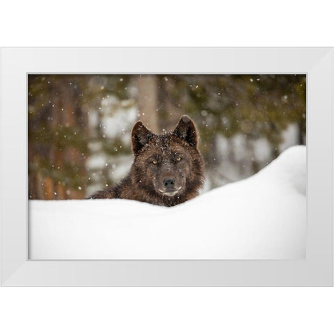 Wolf in Snow, Yellowstone National Park White Modern Wood Framed Art Print by The Yellowstone Collection