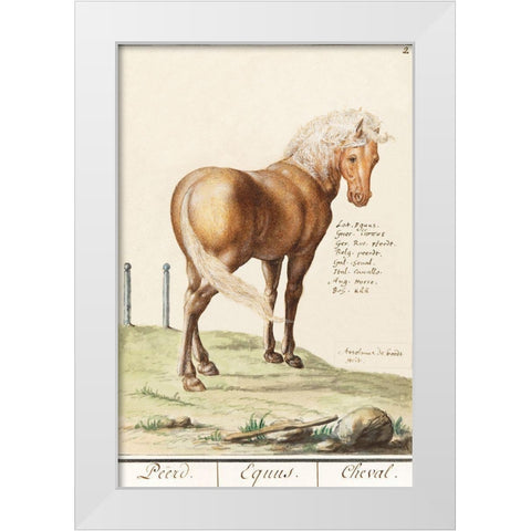 Horse-Equus Ferus Caballus 1596 White Modern Wood Framed Art Print by de Boodt, Anselmus Boetius