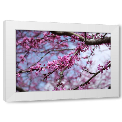 Flowering Redbub Tree Alabama II White Modern Wood Framed Art Print by Alabama Picture Archive