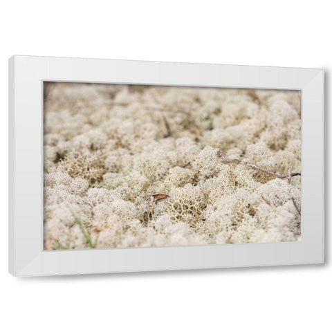 Moose Moss White Modern Wood Framed Art Print by Alabama Picture Archive