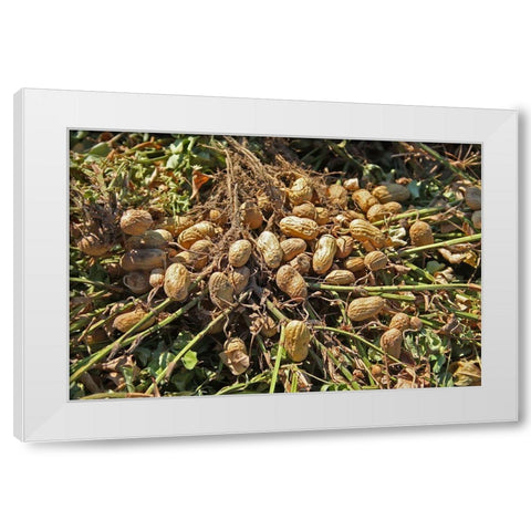 Peanut Plant Harvest Alabama White Modern Wood Framed Art Print by Alabama Picture Archive