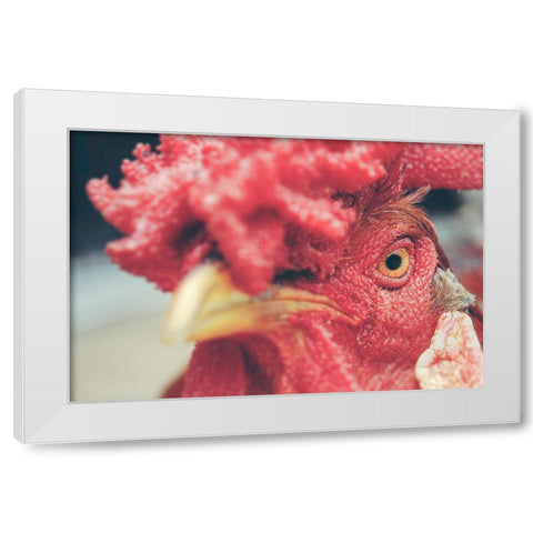 Mad Red Rooster White Modern Wood Framed Art Print by Chickens