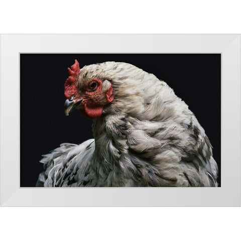 My Best Side White Modern Wood Framed Art Print by Chickens