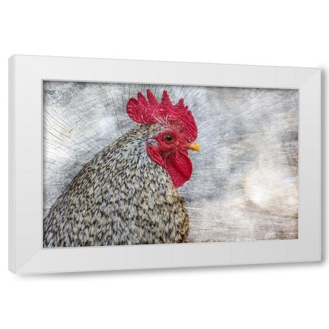 Posing Rooster White Modern Wood Framed Art Print by Chickens