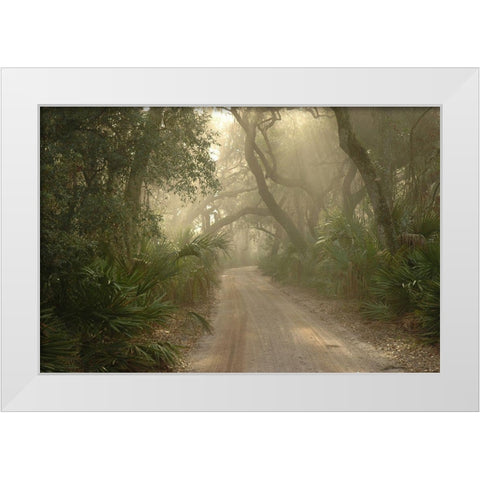 Cumberland Island-Georgia White Modern Wood Framed Art Print by Georgia Picture Archive