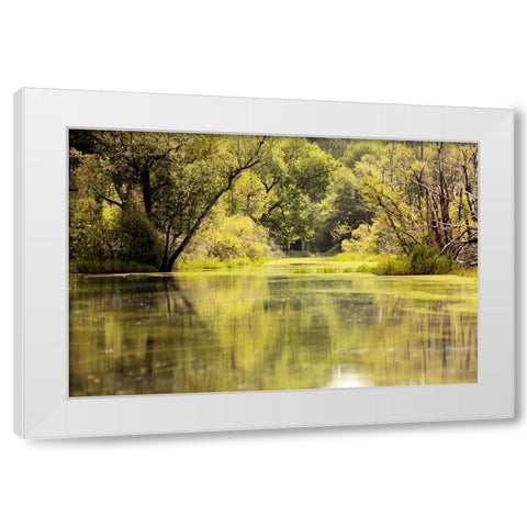 Okefenokee Swamp-Georgia White Modern Wood Framed Art Print by Georgia Picture Archive