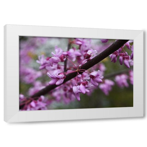 Redbub Spring Wildflowers at Big Muddy National Fish and Refuge-Missouri White Modern Wood Framed Art Print by Weyers, Anna