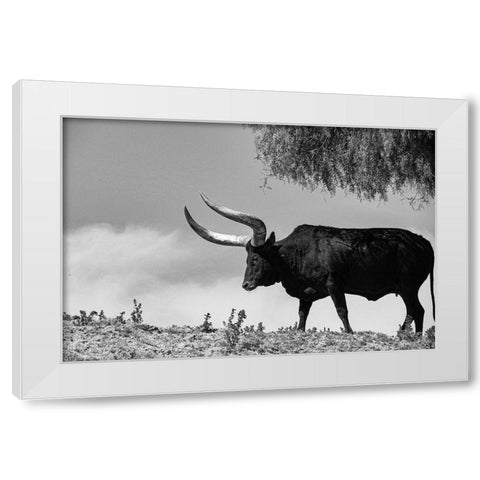 Longhorn Steer-Texas White Modern Wood Framed Art Print by Texas Picture Archive