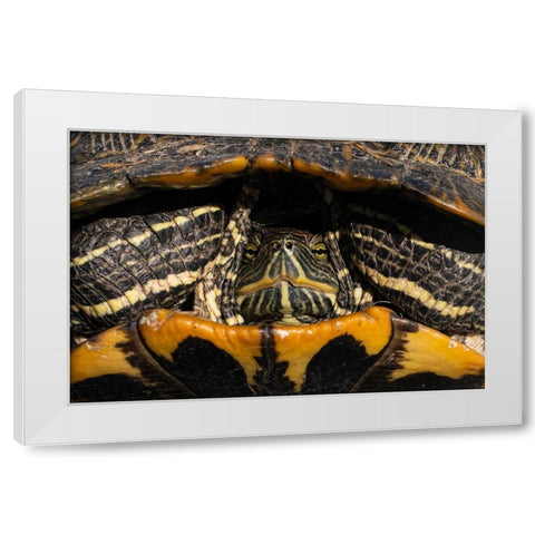 Red-eared Slider Turtle in San Antonio-Texas White Modern Wood Framed Art Print by Cheung, Lance