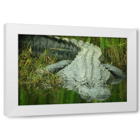 Texas Gator White Modern Wood Framed Art Print by Demcheck, Dennis