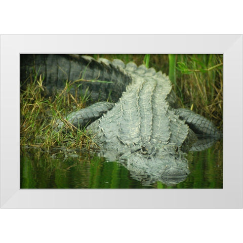 Texas Gator White Modern Wood Framed Art Print by Demcheck, Dennis