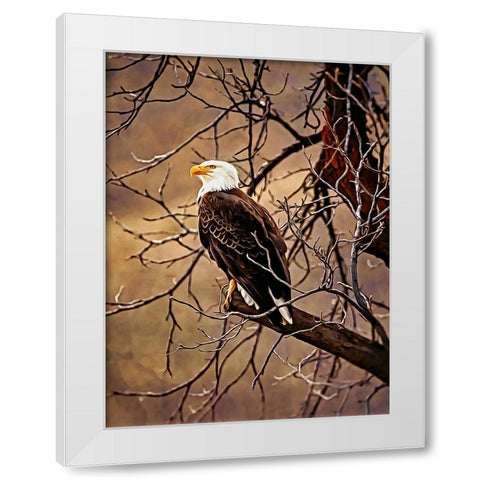 Bald Eagle White Modern Wood Framed Art Print by Alpenglow Workshop