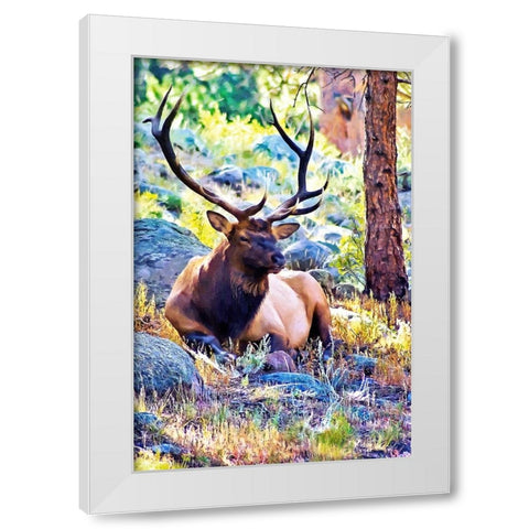Bull Elk White Modern Wood Framed Art Print by Alpenglow Workshop