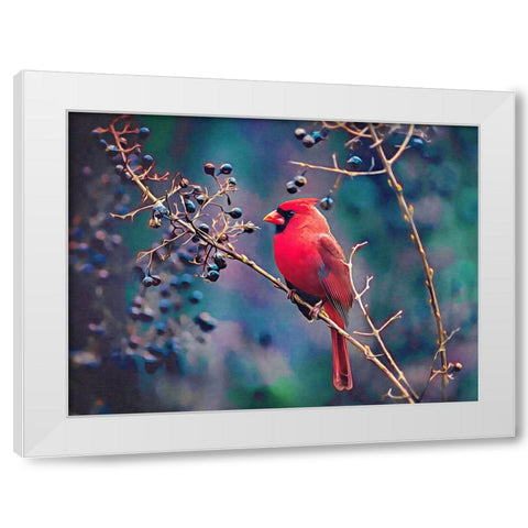 Cardinal and Berries White Modern Wood Framed Art Print by Alpenglow Workshop