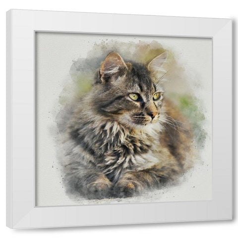 Maine Coon Cat White Modern Wood Framed Art Print by Alpenglow Workshop