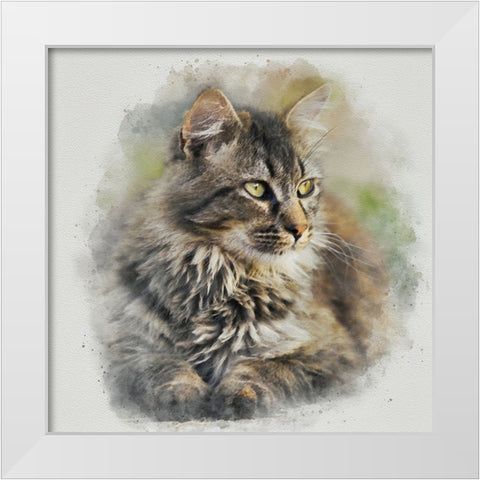 Maine Coon Cat White Modern Wood Framed Art Print by Alpenglow Workshop