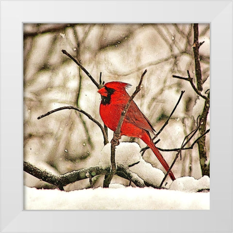 Winters Perch White Modern Wood Framed Art Print by Alpenglow Workshop