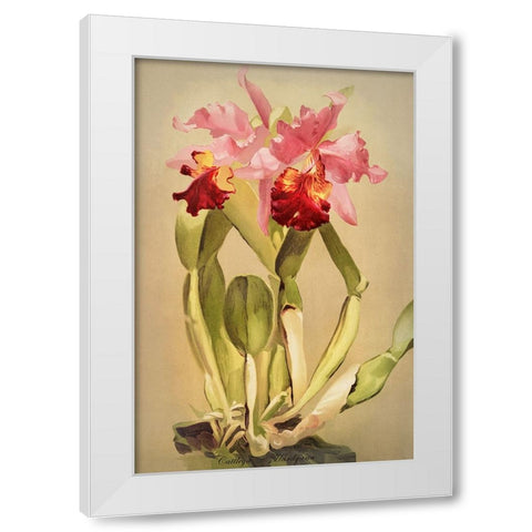 Cattleya Hardyana Orchid White Modern Wood Framed Art Print by Alpenglow Workshop