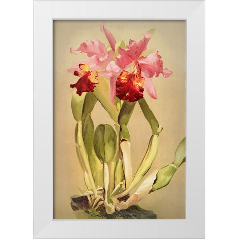 Cattleya Hardyana Orchid White Modern Wood Framed Art Print by Alpenglow Workshop