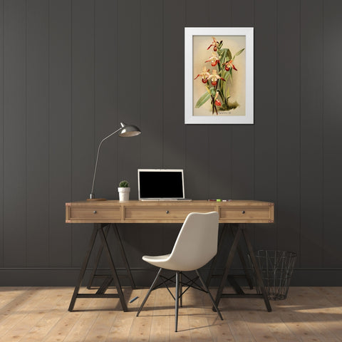 Cypridedium Orchid White Modern Wood Framed Art Print by Alpenglow Workshop