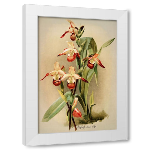 Cypridedium Orchid White Modern Wood Framed Art Print by Alpenglow Workshop