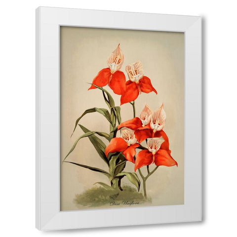 Disa Uniflora Orchid White Modern Wood Framed Art Print by Alpenglow Workshop
