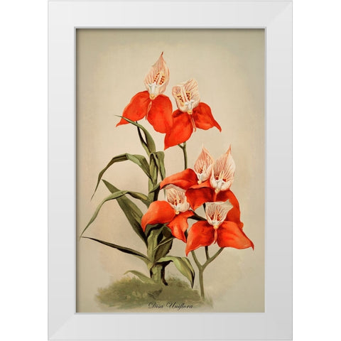 Disa Uniflora Orchid White Modern Wood Framed Art Print by Alpenglow Workshop