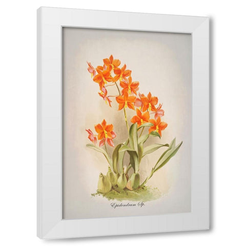 Epidendrum Orchid White Modern Wood Framed Art Print by Alpenglow Workshop