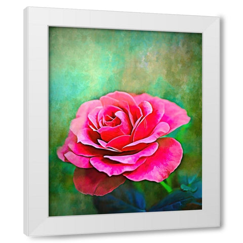 Exquisite Pink Rose White Modern Wood Framed Art Print by Alpenglow Workshop