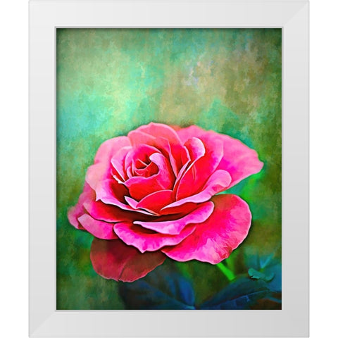Exquisite Pink Rose White Modern Wood Framed Art Print by Alpenglow Workshop