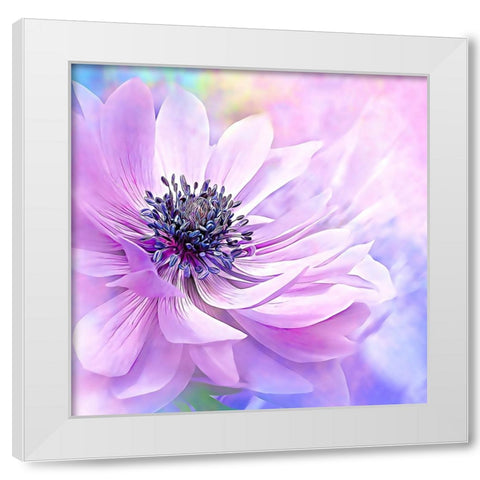Wispy Purple Anemone White Modern Wood Framed Art Print by Alpenglow Workshop