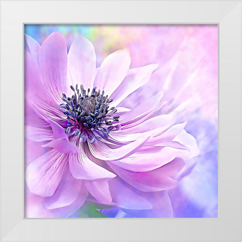 Wispy Purple Anemone White Modern Wood Framed Art Print by Alpenglow Workshop