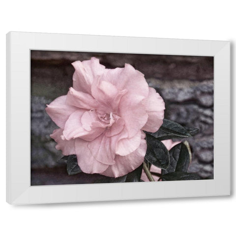Painted Pink II White Modern Wood Framed Art Print by Robertson, Leda