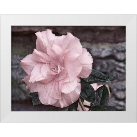 Painted Pink II White Modern Wood Framed Art Print by Robertson, Leda