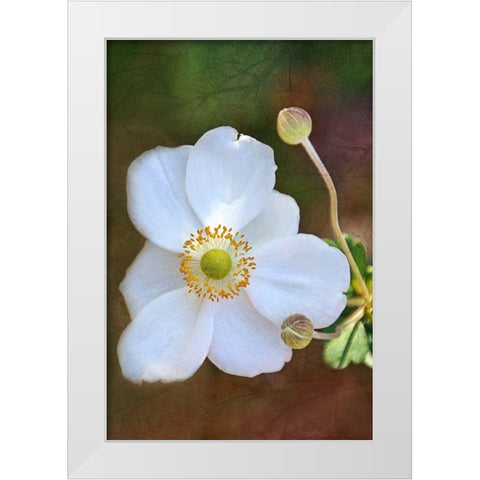 Playful Petals II White Modern Wood Framed Art Print by Robertson, Leda