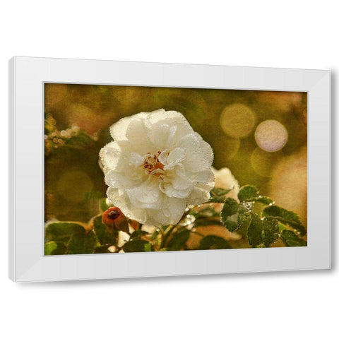 Adorned in Raindrops White Modern Wood Framed Art Print by Robertson, Leda