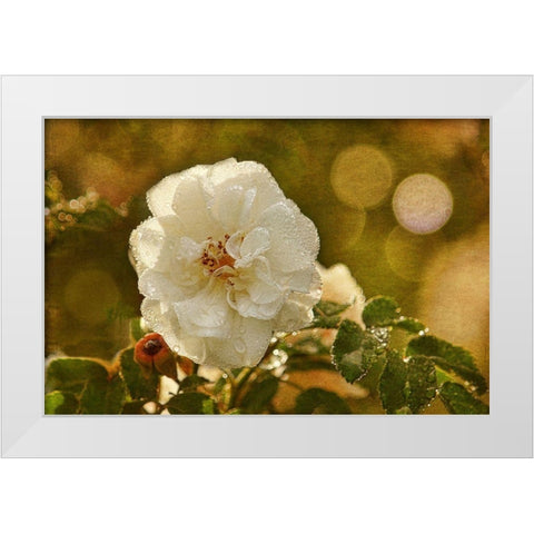 Adorned in Raindrops White Modern Wood Framed Art Print by Robertson, Leda
