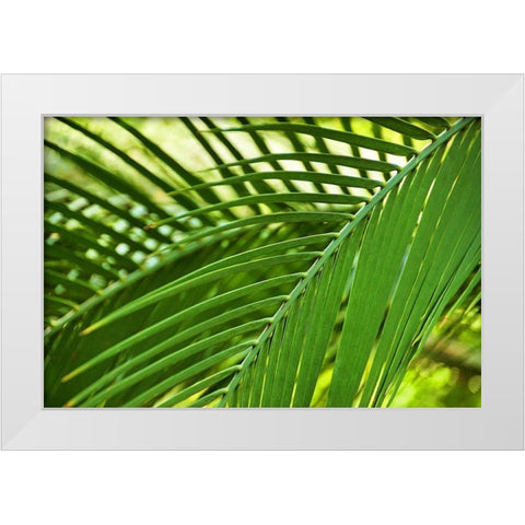 Leaf Abstraction II White Modern Wood Framed Art Print by Robertson, Leda