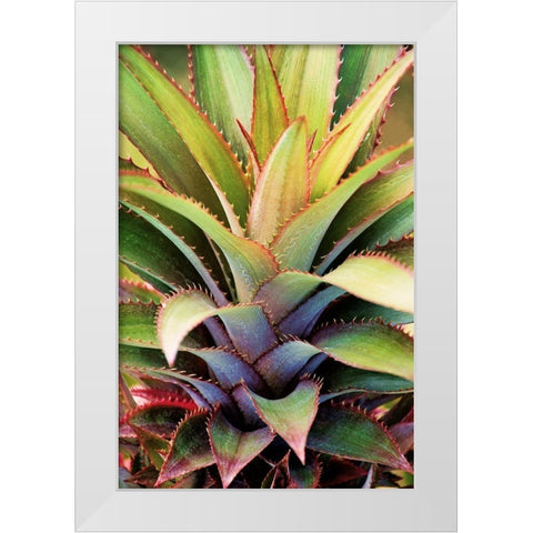 Spiny Succulent I White Modern Wood Framed Art Print by Robertson, Leda