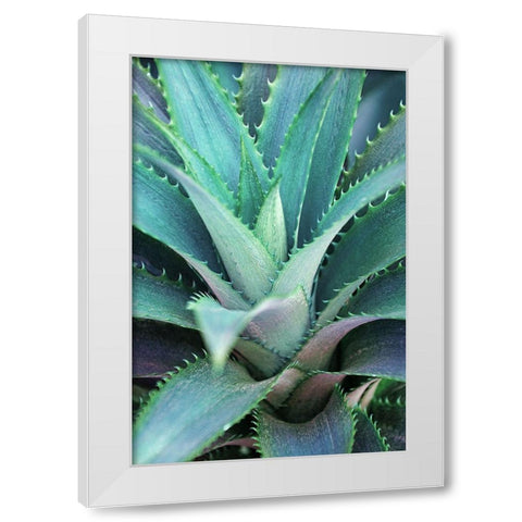 Spiny Succulent II White Modern Wood Framed Art Print by Robertson, Leda