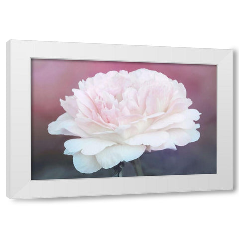 Perfect Peony White Modern Wood Framed Art Print by Robertson, Leda