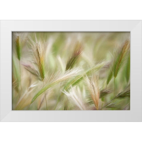 Spring Delight White Modern Wood Framed Art Print by Robertson, Leda