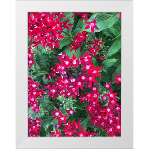 Fiery Red White Modern Wood Framed Art Print by Orlov, Irena